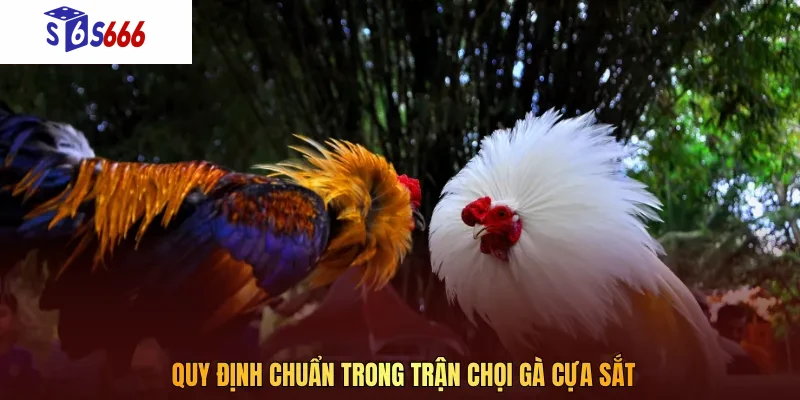 Quy định chuẩn trong trận chọi gà cựa sắt đảm bảo công bằng
