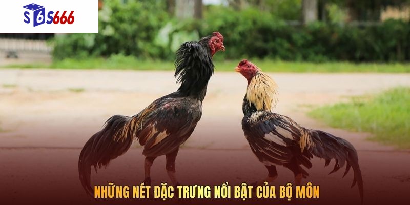 Những nét đặc trưng nổi bật của bộ môn